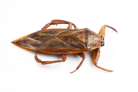 巨大的水虫图片