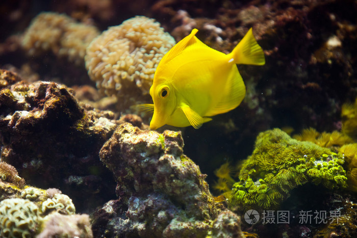 黄色小鱼照片-正版商用图片1cw1jw-摄图新视界
