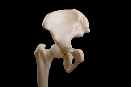 人体髋关节和骨盆的解剖