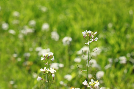 野生花卉种植在草地上