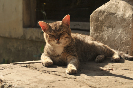 高兴的是猫在大街上