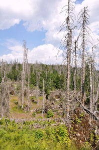 森林毁于树皮甲虫