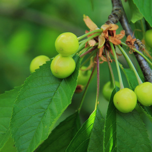 一棵树上的绿色鲜食浆果
