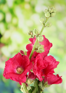 花园里的粉红色锦葵花