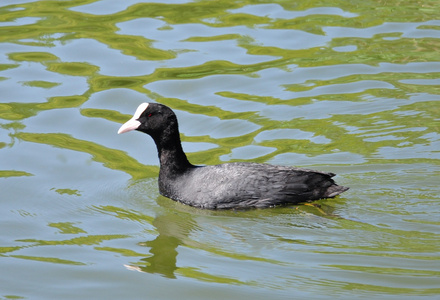 欧亚牛仔黑鸭普通牛仔(fulica atra)黑鸭子在湖里游泳小野鸭鸭小鸭,在