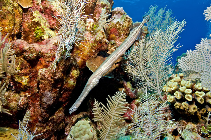 礁石上trumpetfish