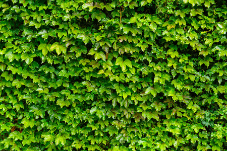 绿色的常春藤叶子墙