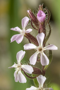 soapwort 种常见的花