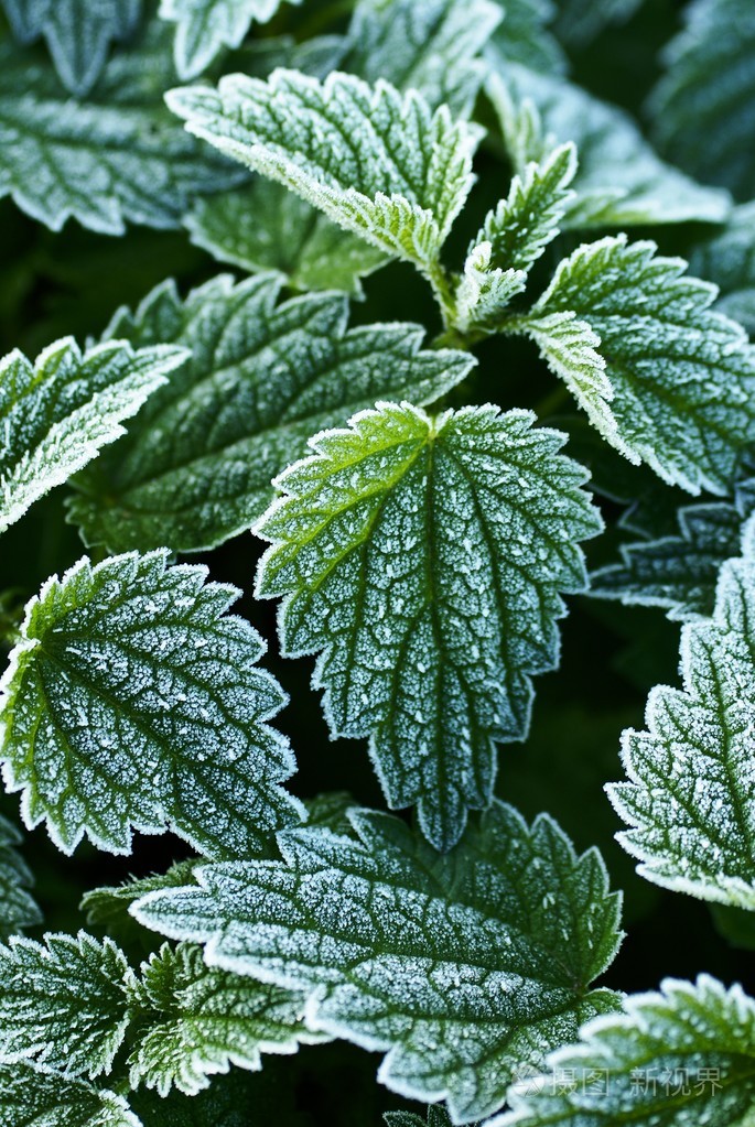 特写的冰霜叶荨麻