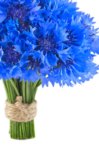生动的矢车菊的蓝色花