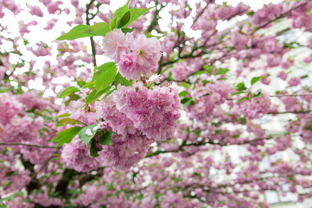 Sakura blossom樱花盛开