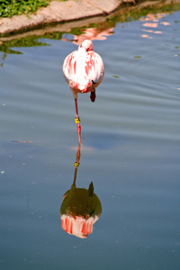 在佛罗里达州的一个公园中的红色红鹤