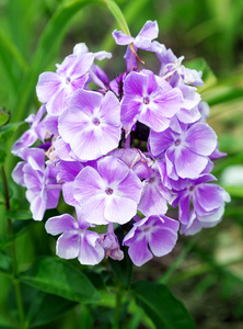 花 紫色