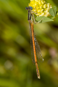 platycnemis acutipennis 豆娘昆虫