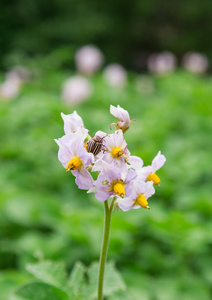 土豆 马铃薯甲虫