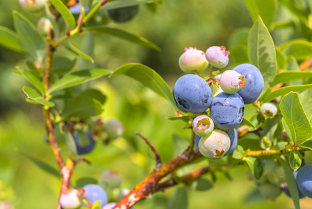 加拿大蓝莓图片