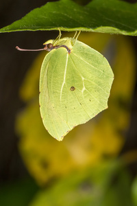 gonepteryx 克莉奥佩特拉蝴蝶