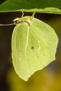 美丽 gonepteryx 克莉奥佩特拉蝴蝶昆虫