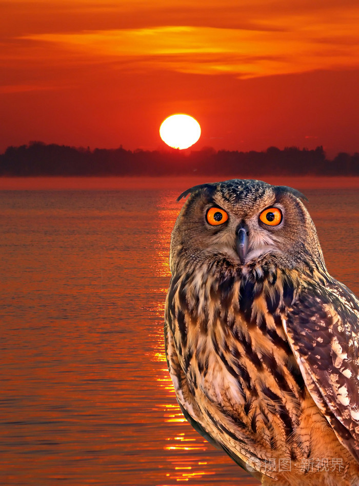 一只猫头鹰在清晨