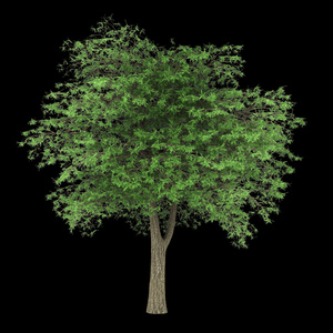 黑色背景上孤立的黎巴嫩雪松树