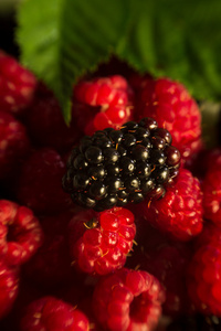 关于黑莓 树莓宏