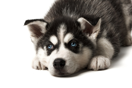 与困倦的蓝眼睛赫斯基小狗躺在可爱的黑色和白色。工作室拍摄。在白色背景上的隔离。重点放在眼睛上