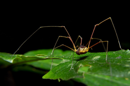 巨型蜘蛛蟹图片大全