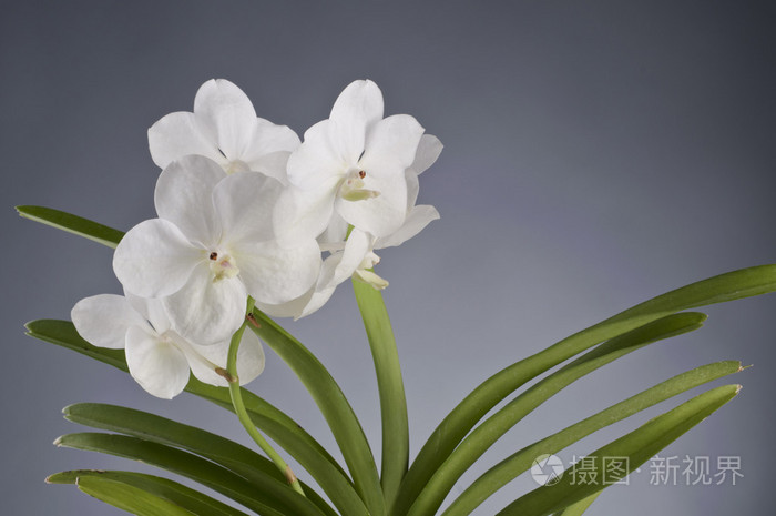 白色兰花花