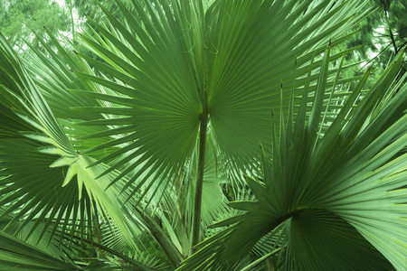热带植物区系