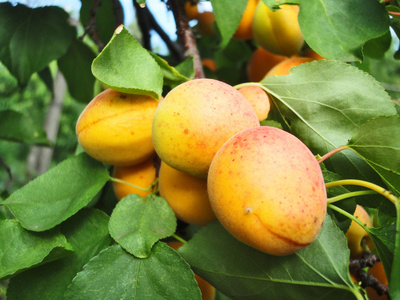成熟杏子的分支