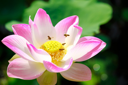 蜜蜂与粉红色莲花