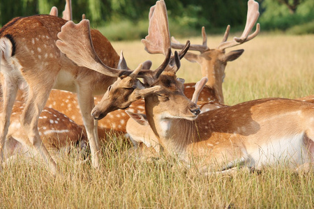 鹿落鹿打哈欠玩老鹿股票照片照片