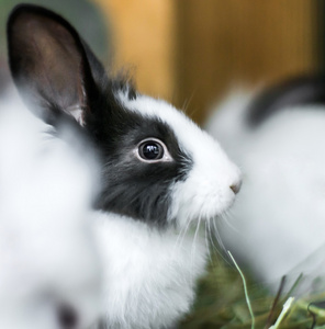 在干草堆美丽黑白兔子