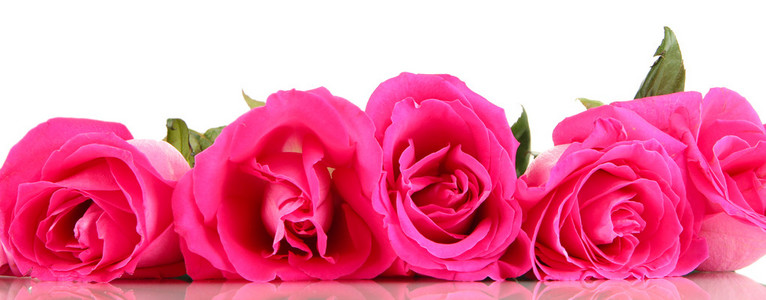 美丽的粉红色玫瑰特写上白色隔离
