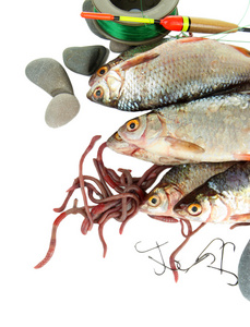 鱼类和捕鱼工具在白色隔离图片