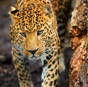 一只豹子的肖像照片