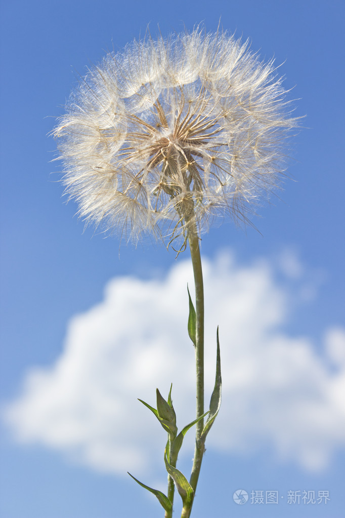 蒲公英的种子在蓝蓝的天空