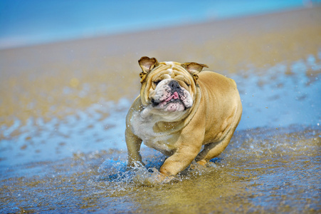 运行在海上活动竞技狗英国牛头犬