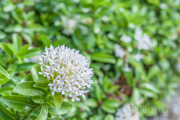 白花龙船花花卉