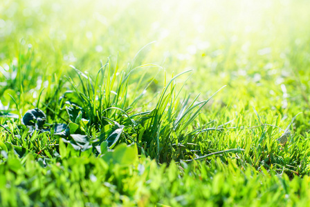 阳光落在字段中的一种草，夏天背景