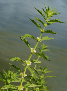 泽兰刺猬植物开花