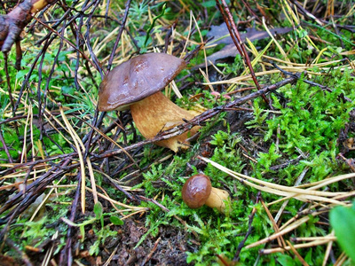 蘑菇 xerocomus 栗