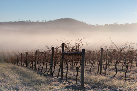冬季葡萄藤照片