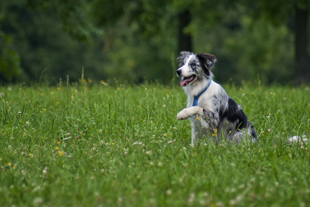 边境牧羊犬