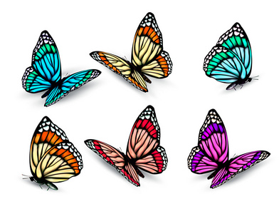 组的现实色彩艳丽的蝴蝶。矢量