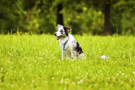 边境牧羊犬