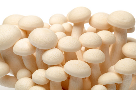 速冻蘑菇白葡萄品种
