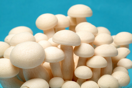 速冻蘑菇白葡萄品种
