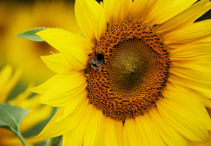 向日葵的重点放在蜜蜂