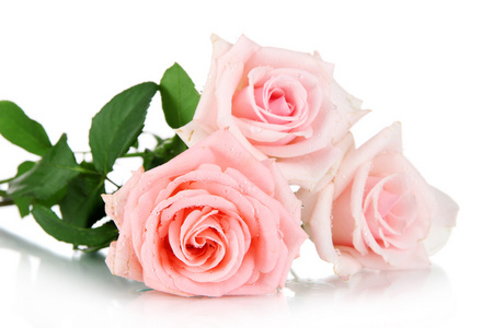 束美丽的玫瑰白色上孤立